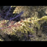 Juniperus chinensis cv Aurea (fam Cupressacees) (3)